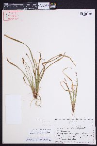 Carex pedunculata image