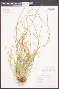 Carex aestivalis image