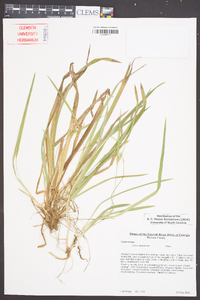 Carex abscondita image