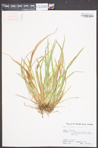 Carex abscondita image