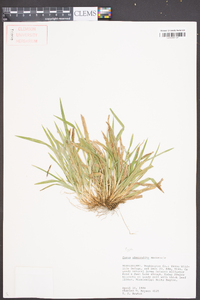 Carex abscondita image