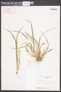 Carex abscondita image