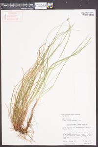 Carex albicans var. albicans image