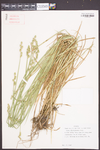 Carex albolutescens image