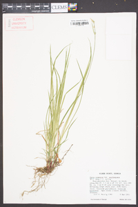 Carex communis var. amplisquama image