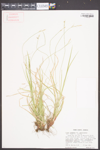 Carex communis var. amplisquama image