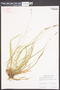 Carex austrocaroliniana image