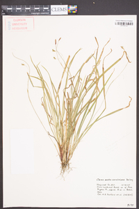 Carex austrocaroliniana image