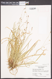 Carex austrocaroliniana image