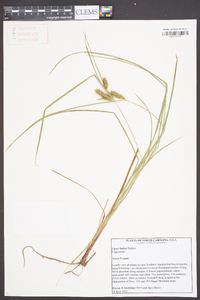 Carex baileyi image