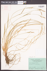 Carex biltmoreana image