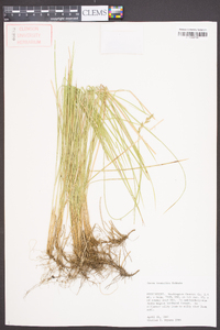 Carex bromoides image