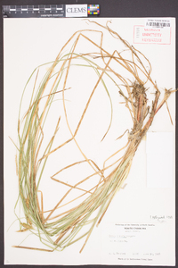 Carex bullata image