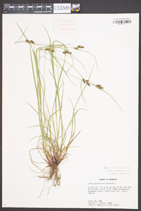 Carex caroliniana image