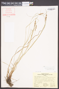 Carex caroliniana image