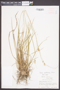 Carex caroliniana image