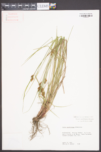 Carex caroliniana image