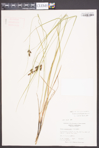 Carex caroliniana image