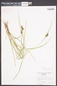 Carex caroliniana image