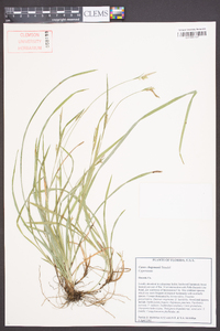 Carex chapmanii image