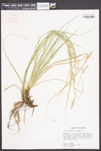 Carex cherokeensis image