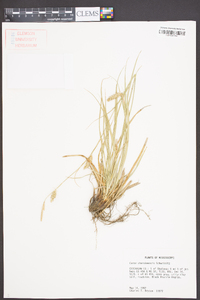 Carex cherokeensis image