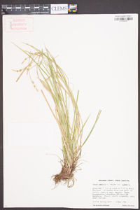 Carex communis var. communis image