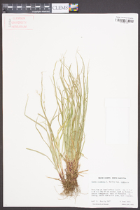 Carex communis var. communis image