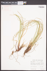 Carex communis var. communis image