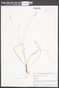 Carex communis var. communis image