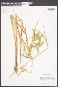 Carex comosa image