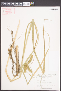 Carex comosa image