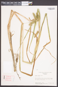 Carex comosa image