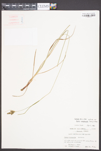 Carex complanata image