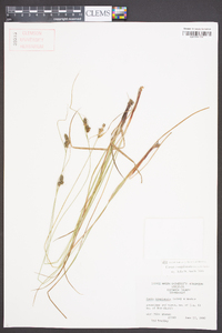 Carex complanata image