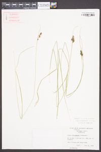 Carex complanata image