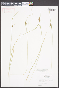 Carex complanata image