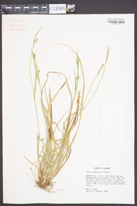 Carex crebriflora image