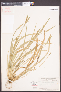 Carex crebriflora image