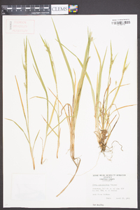 Carex crebriflora image