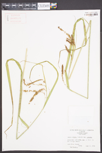 Carex crinita var. crinita image