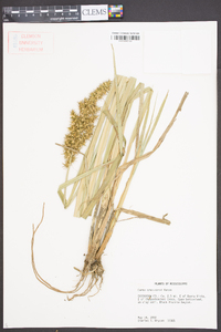 Carex crus-corvi image