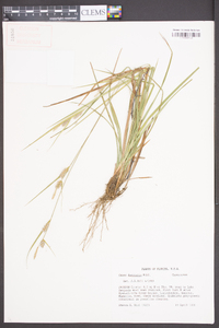 Carex dasycarpa image