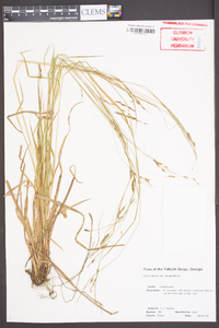 Carex debilis var. rudgei image