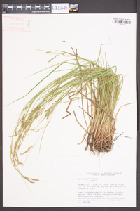 Carex debilis var. debilis image