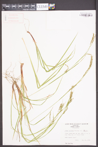 Carex debilis var. debilis image