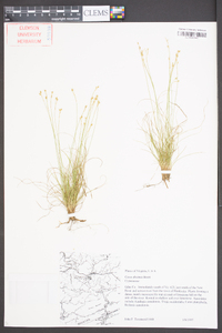 Carex eburnea image