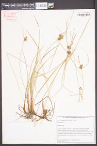 Carex elliottii image