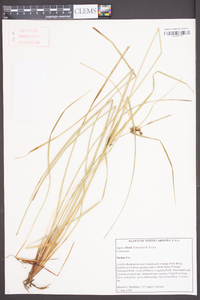 Carex elliottii image