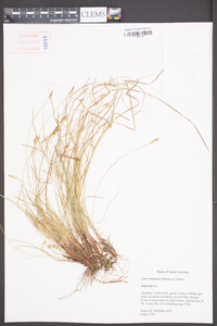 Carex emmonsii image